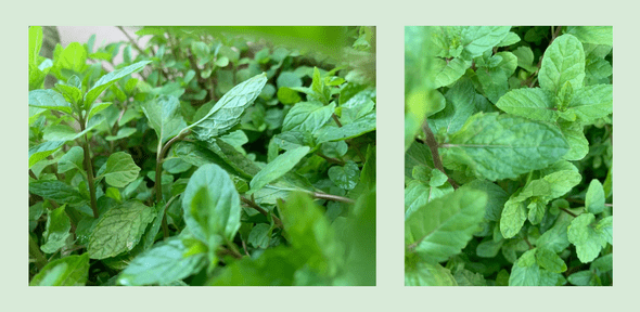 Close-up of healthy mint leaves ready for harvest Close-up of healthy mint leaves ready for harvest